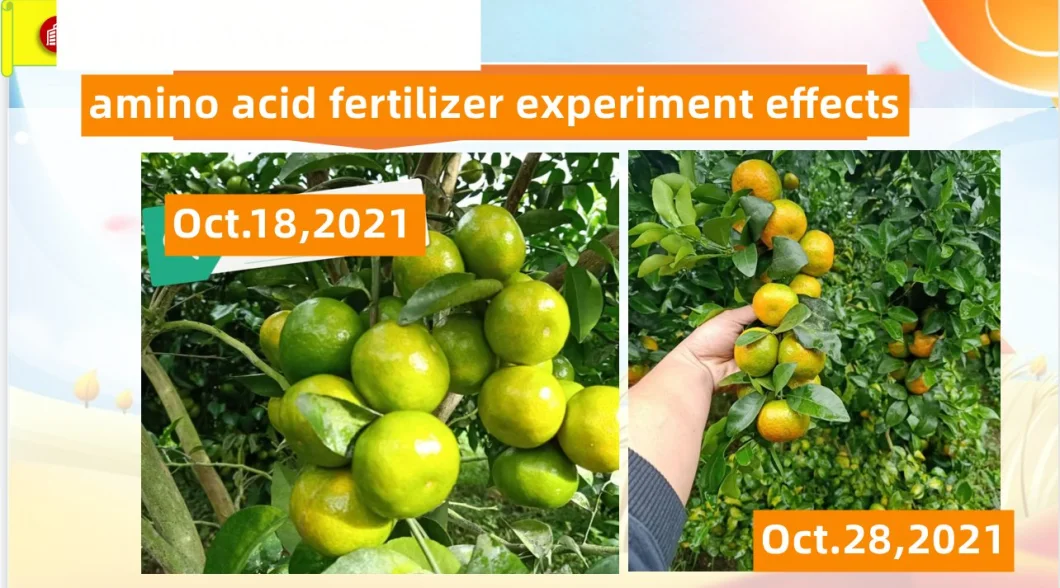 Amino Acid Chelate Microelement Liquid Fertilizer Include Cufeznmnbmo for Plant Micronutrition Supplement